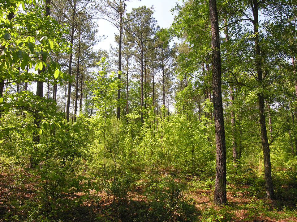 71.16 acres older pine trees Warren County,