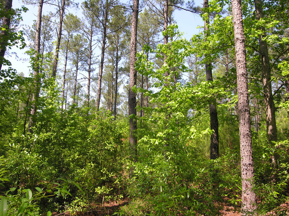 71.16 acres older pine trees Warren County,