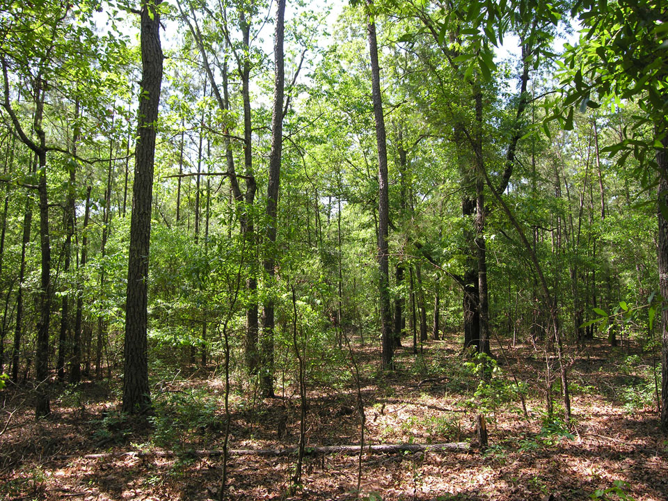 71.16 acres older pine trees Warren County,