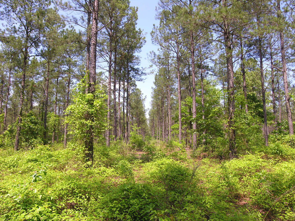 71.16 acres older pine trees Warren County, Shivers Real Estate