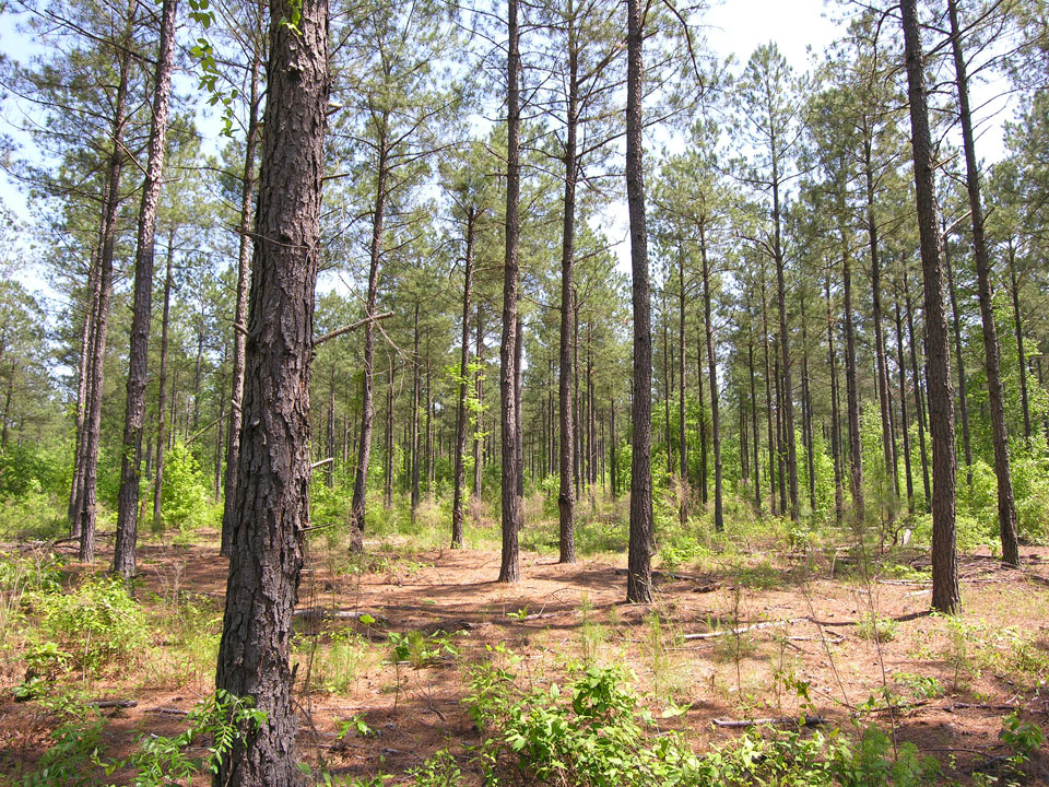 71.16 acres older pine trees Warren County, Shivers Real Estate