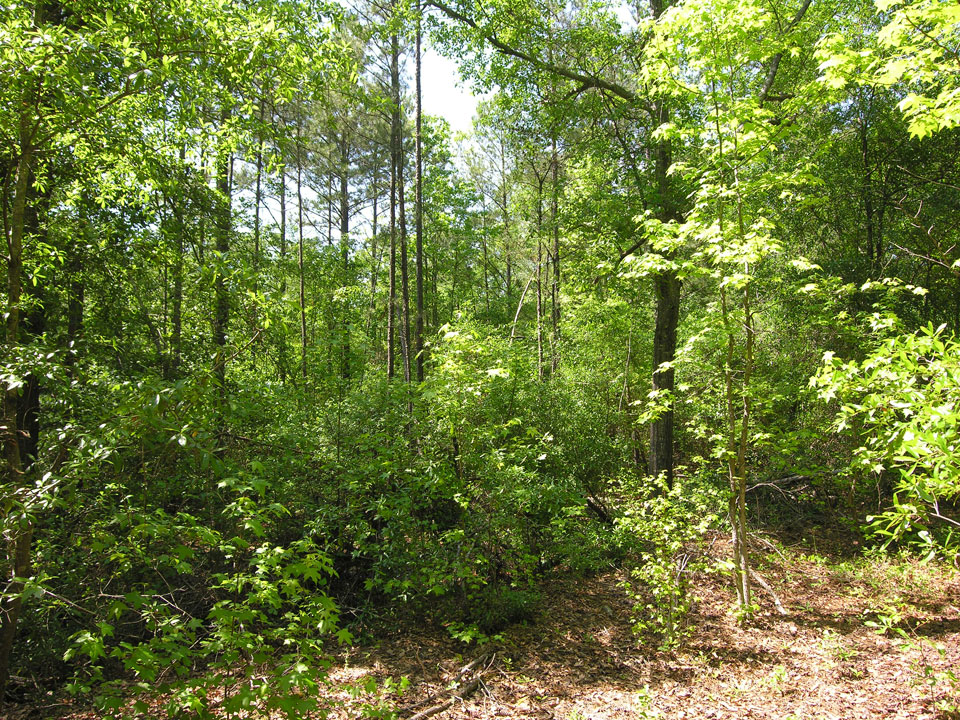 71.16 acres older pine trees - Warren County, Georgia - Shivers Real Estate