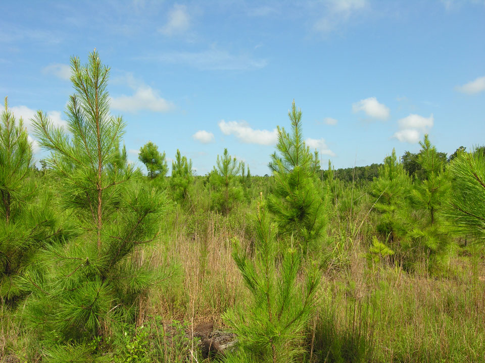 1157.11 acres planted pines ster County, Shivers Real Estate