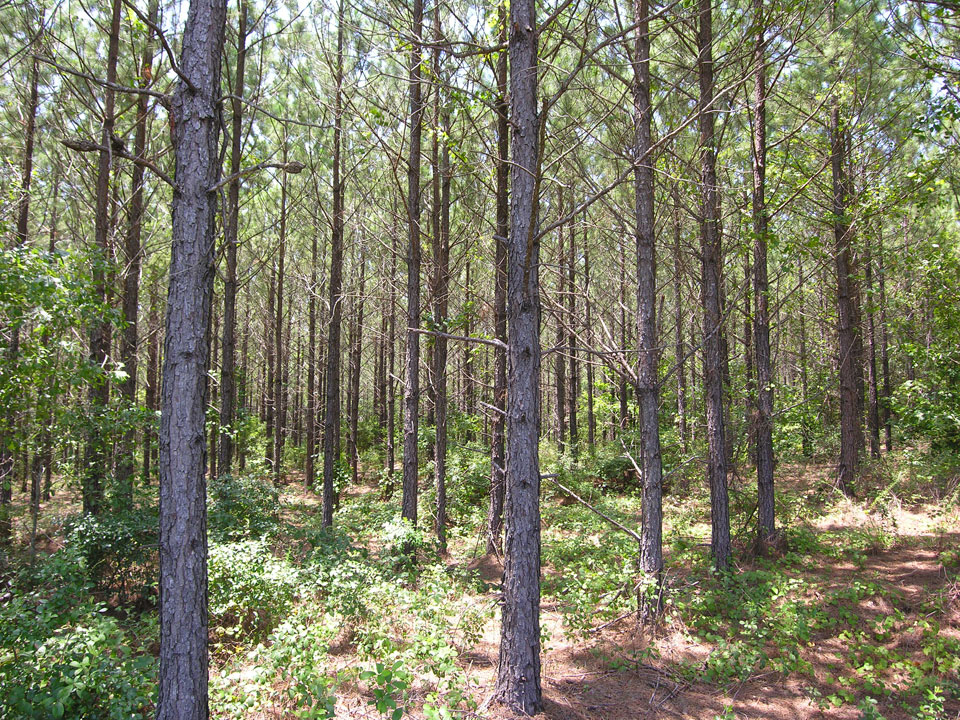 1157.11 acres planted pines ster County, Shivers Real Estate