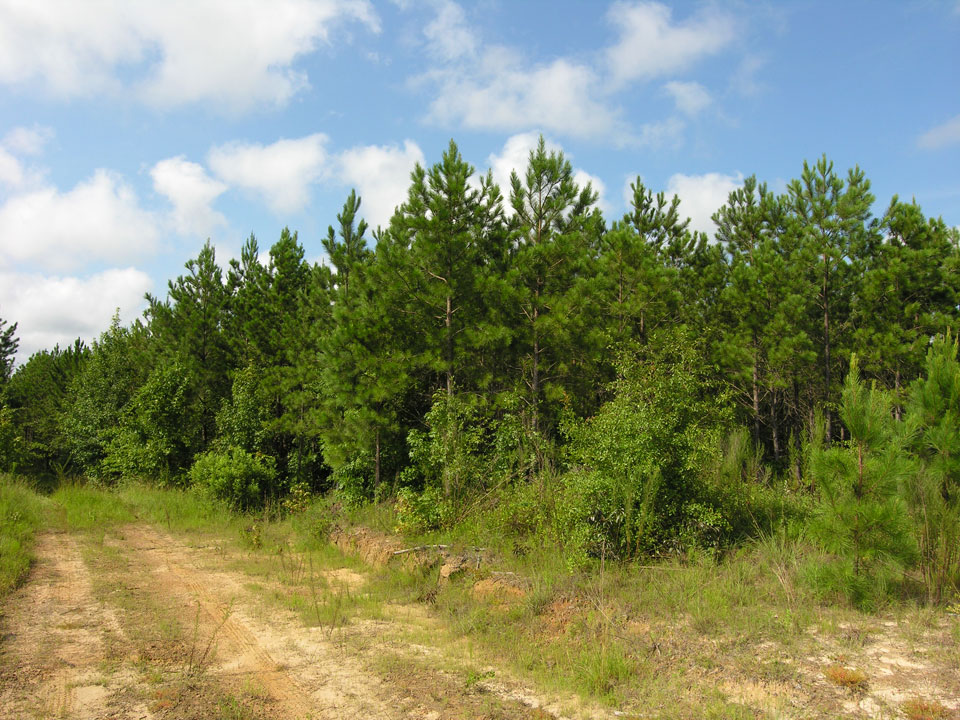 1157.11 acres planted pines ster County, Shivers Real Estate
