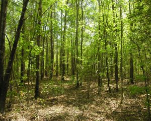 rottenwood creek ga rottenwood creek ga