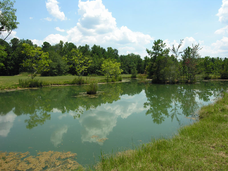 123.52 acres wooded with a pond West Burke County, Shivers