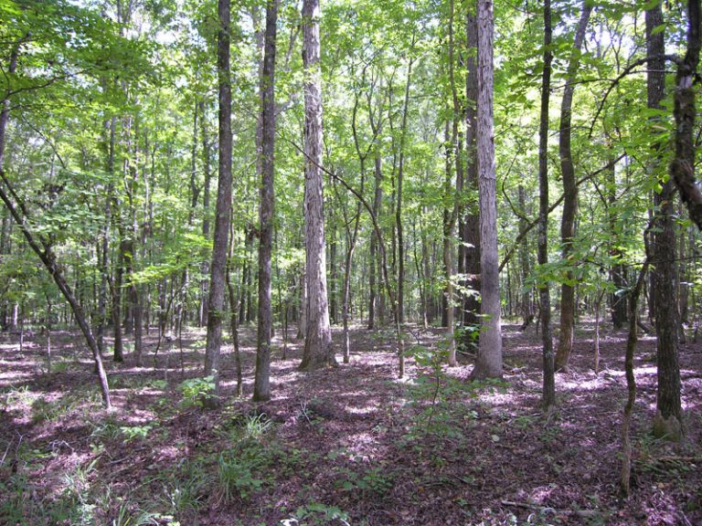 Land for Sale in Hunting Land, Farmland, Timberland for Sale