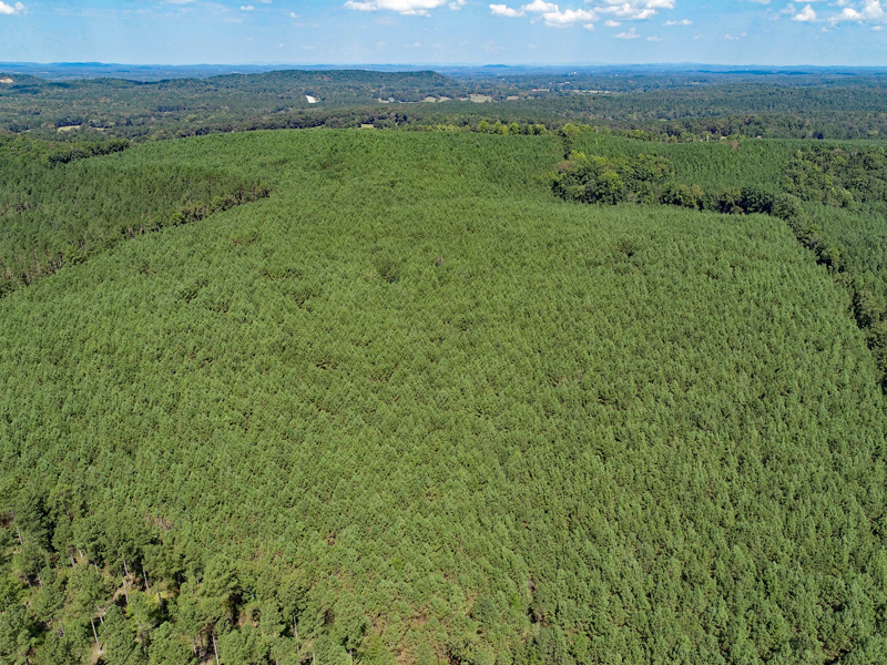 Aerial view of a dense, green pine forest stretching across rolling hills under a blue sky with scattered clouds.