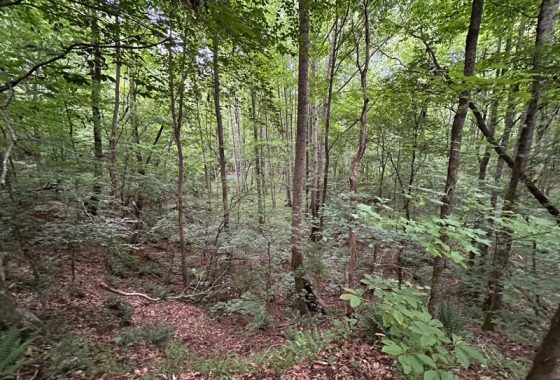 photo of listed property