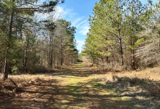 A dirt path runs through a forest with pine trees on both sides under a clear blue sky.