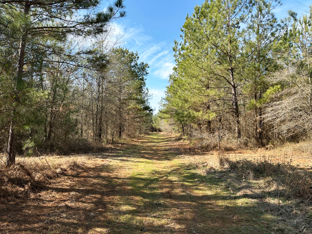 A dirt path runs through a forest with pine trees on both sides under a clear blue sky.