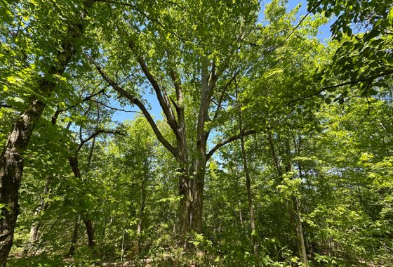 photo of listed property